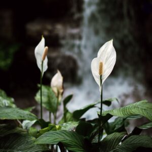 Elegant peace lilies with lush leaves by a gentle waterfall, creating a peaceful natural scene.